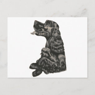Spaniel Dog Briefkaart