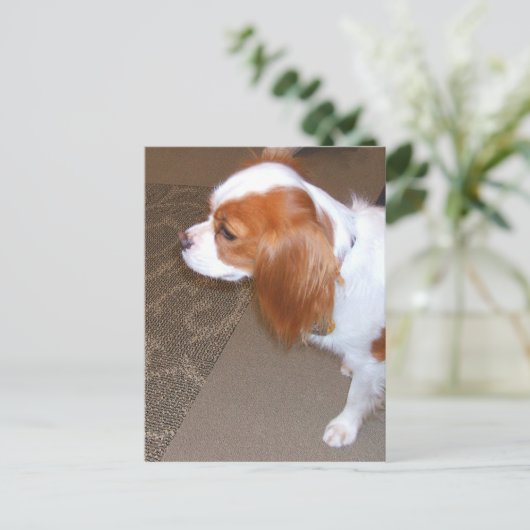 Spaniel Dog Briefkaart (Staand voorkant)