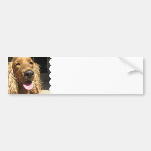 Spaniel Dog Bumpersticker (Voorkant)