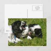 Spaniel Fun Briefkaart (Voorkant / Achterkant)