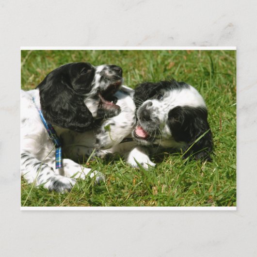 Spaniel Fun Briefkaart (Voorkant)