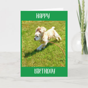 SPANIEL KAN NIET WACHTEN OM TE ZEGGEN **HAPPY BIRT KAART