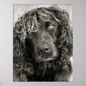 Spaniel met een dekmantel poster (Voorkant)