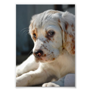 Spaniel Puppy Dog Foto Afdruk