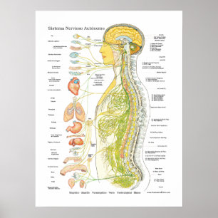 Spanish Autonomic Nervous System Poster