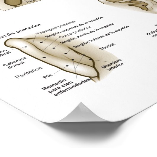 Spanish Ear Acupuncture Chart Poster (Hoek)