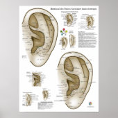 Spanish Ear Acupuncture Chart Poster (Voorkant)