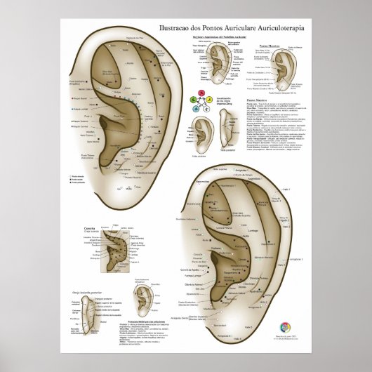 Spanish Ear Acupuncture Chart Poster (Voorkant)