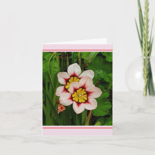 Sparaxis bloemen kaart