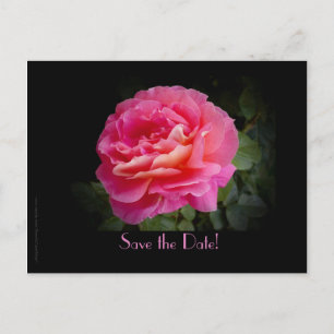 Sparen de Datum 15e Jubileum Roze Roze van de Part Aankondigingskaart