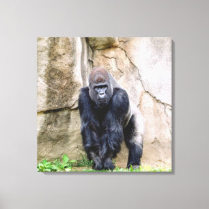 Sparen de Gorillas Canvas Afdruk