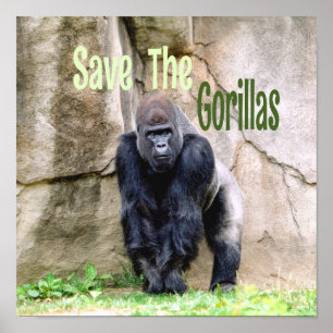 Sparen de Gorillas Poster