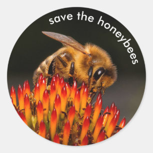 Sparen de Honeybees die Echinacea bestuiven Ronde Sticker