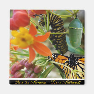 Sparen de Monarch Magnet Magneet