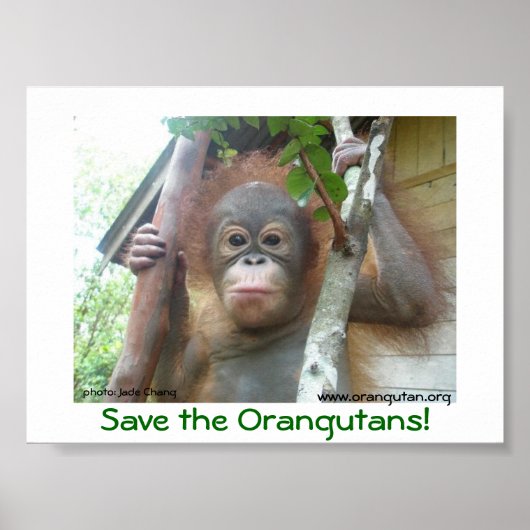Sparen de Orangutans Poster (Voorkant)