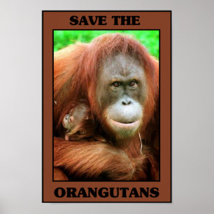 Sparen de Orangutans Poster