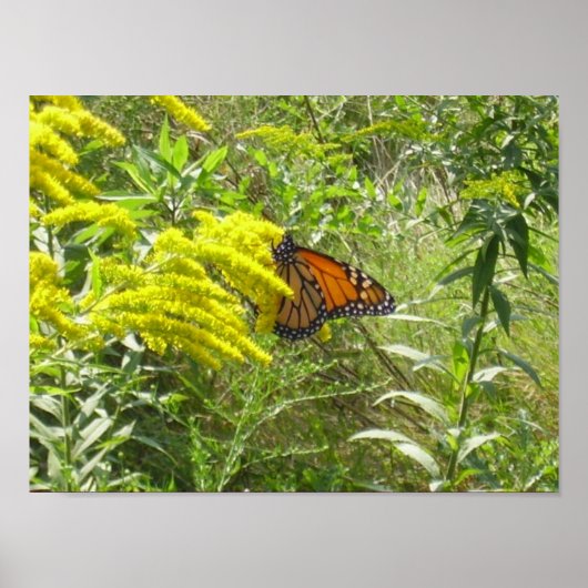 Sparen de staaf bederft de vlinder poster (Voorkant)