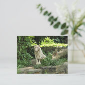 Sparen de Wilde Witte Tijger Briefkaart (Staand voorkant)