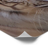 Sparen de Witte Tijger van de Tijger Poster (Hoek)