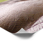 Sparen het Poster van Ducks (Hoek)