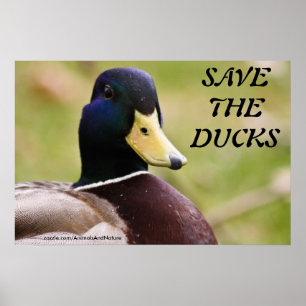 Sparen het Poster van Ducks