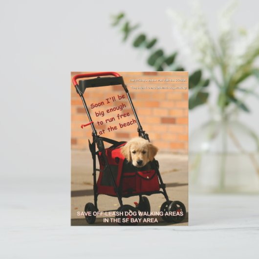 Sparen Off-Leash Dog Walking Senator Feinstein! Briefkaart (Staand voorkant)