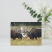 Sparing Moose Wildlife Series # 12 Briefkaart (Staand voorkant)