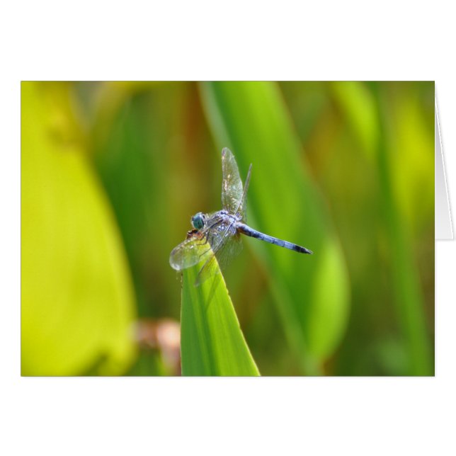 Sparkly Dragonfly (Voorkant Horizontaal)