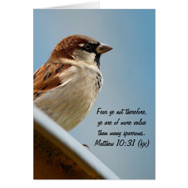 Sparrow (Voorkant)