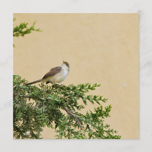 Sparrow Advieskaart (Voorkant)