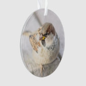 Sparrow - Après la transatlantique (devant)