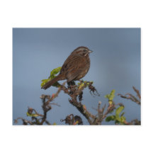 Sparrow Blue Sky Briefkaart