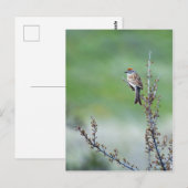 Sparrow Briefkaart (Voorkant / Achterkant)