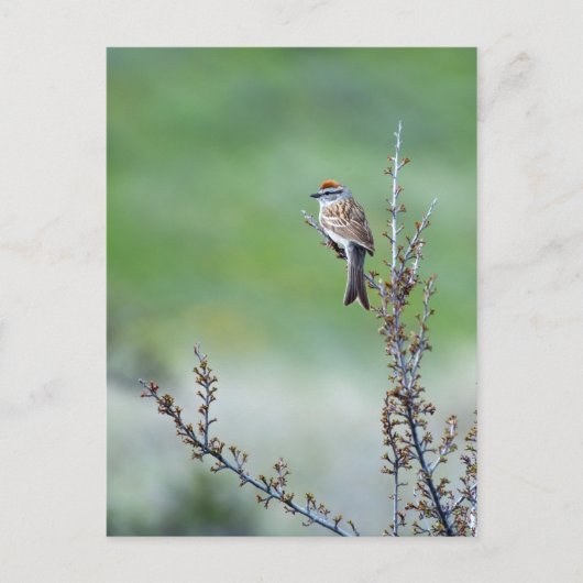 Sparrow Briefkaart (Voorkant)