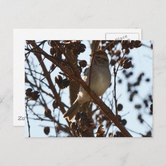 Sparrow Briefkaart (Voorkant / Achterkant)