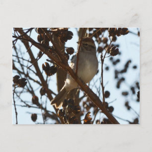 Sparrow Briefkaart