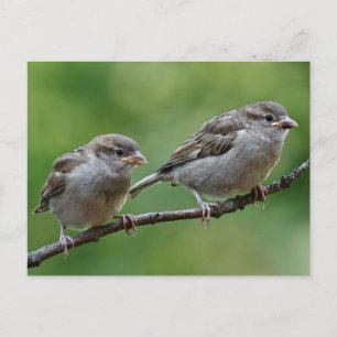 Sparrow Briefkaart
