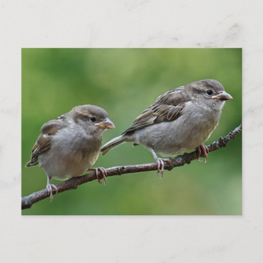 Sparrow Briefkaart (Voorkant)