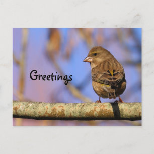 Sparrow Briefkaart