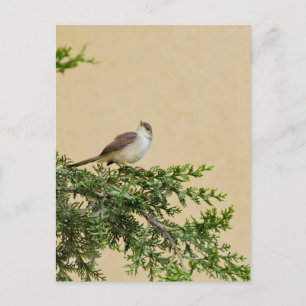 Sparrow Briefkaart