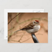 Sparrow Briefkaart (Voorkant / Achterkant)