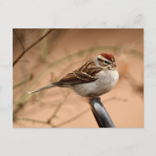 Sparrow Briefkaart (Voorkant)