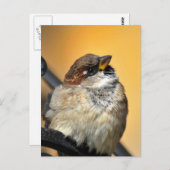 Sparrow Briefkaart (Voorkant / Achterkant)