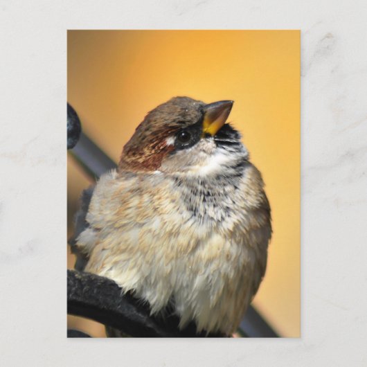 Sparrow Briefkaart (Voorkant)