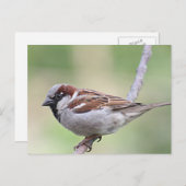 Sparrow Briefkaart (Voorkant / Achterkant)