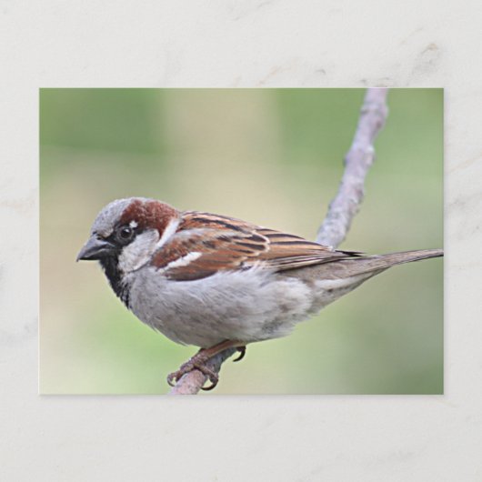 Sparrow Briefkaart (Voorkant)