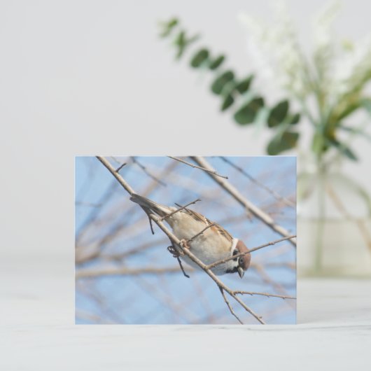 Sparrow Briefkaart (Staand voorkant)
