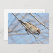 Sparrow Briefkaart (Voorkant / Achterkant)