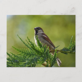 Sparrow Briefkaart
