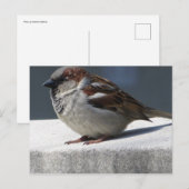 Sparrow Briefkaart (Voorkant / Achterkant)